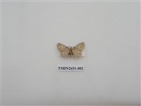 藏品(尺蛾180)的圖片